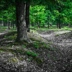 Featured image for Cold Harbor Battlefield: A Haunting Portal to the Past